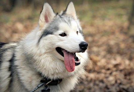 Husky - furry, tongue, ears, husky