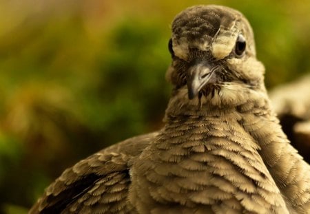 Dove - dove, wings, feathers, beak