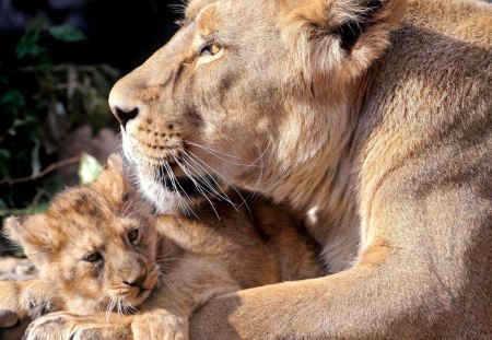 Lioness - lioness, cub, happy, mother