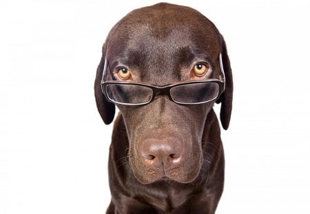 Clever Dog - dog, nose, glasses, brown