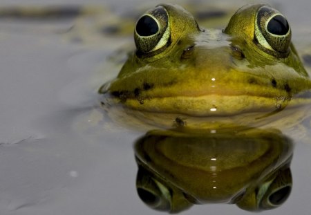 Frog - eyes, water, green, frog