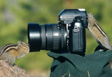 CURIOUS CHIPMONKS EXPLORING A CAMERA - cute, camera, chipmonk, animals