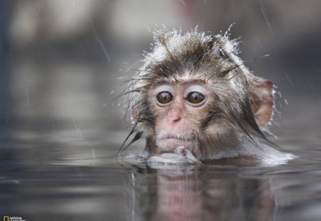 YOUNG MONKEY COOLING OFF - animal, primate, monkey, photography