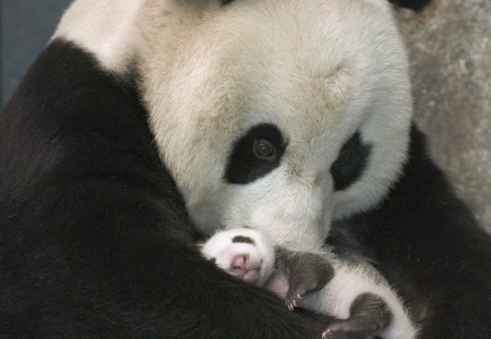 PANDA MOTHER HUGGING HER BABY CUB - panda, cub, animals, photography