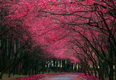 blooming road - blooming, bloom, road, cute, beautiful