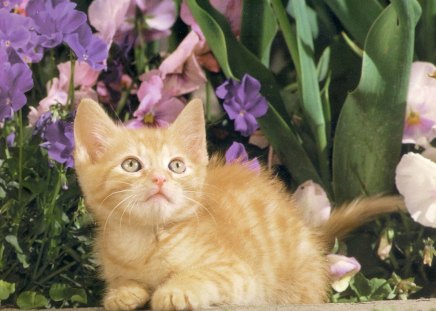 A ginger cat - purple, cat, flowers, garden, kitten