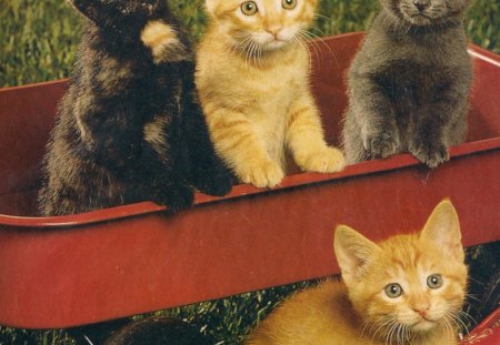 Give us a ride please - black, grey, ginger, red, wagon