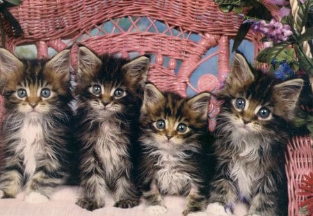 Are we doing it right - wickerchair, grey, white, quadruplets, kitten, maine coon, cat