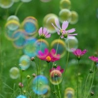 Delicate flowers in field