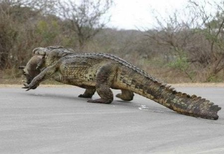 This was near Venice, FL I-75 and US 41.. - marines, usmc, animals, marine corps