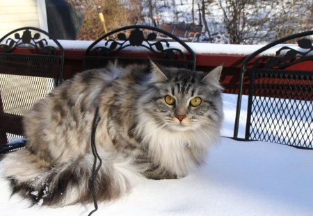 siberian cat - siberian, nice, grey, cat