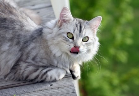 funny cat - nice, cat, animals, siberian