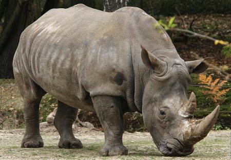 SOUTHERN WHITE RHINO - bushveld, africa, savannah, big five, animals, wildlife, rhinos