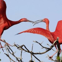 SCARLET IBIS