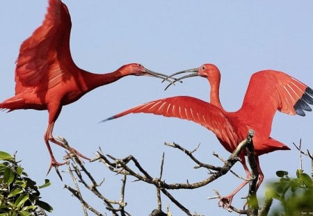 SCARLET IBIS - birds, ground birds, red, scarlet, animals, wildlife