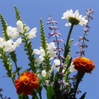 SPRING POSY