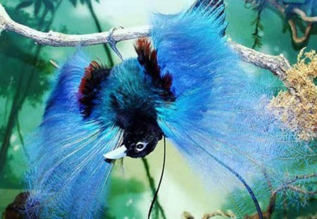 blue bird - exotic, blue bird, on the head, sweet