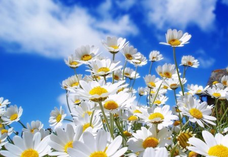 LOOKING SKYWARD - whites, sky, blossoms, clouds, gardens, flowers, daisies, asters