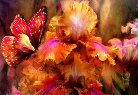 color butterflies - colorful, flower, summer, butterflies