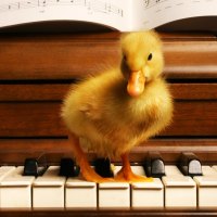 Cute musician duck