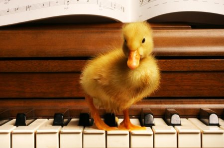 Cute musician duck