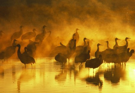 HERONS AT SUNSET - silouettes, reflections, herons, water birds, lakes, sunsets, skies, waterscapes, birds