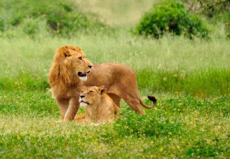 Lions resting - animal, jungle, lion, grass, rest