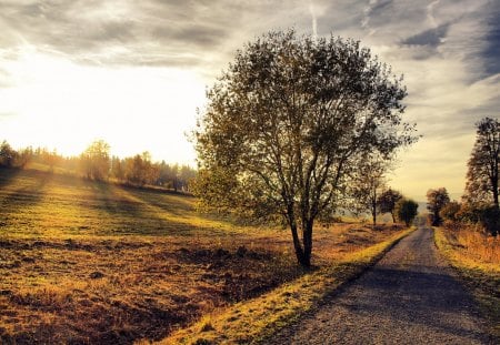 Road To... - amazing, splendor, landscape, grass, sunrise, sunrays, path, view, pathway, sky, way, sun, clouds, sunlight, trees, fields, beautiful, road, beauty, morning, lovely, tree, nature, sunset, rays, green, autumn, peaceful