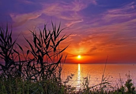 Sunset - sundown, amazing, splendor, bushes, grass, sunrise, reflection, shore, purple, view, red, lake, sky, sun, clouds, sunlight, water, beautiful, mirrored, sea, beauty, colors, lovely, ocean, glow, nature, sunset, peaceful