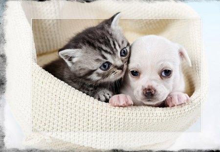 What kinda Cat are You? - cat, friend, picture, dog