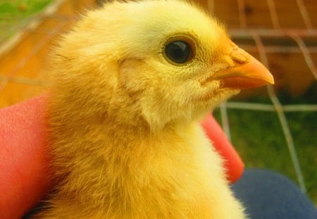 Chicken - nice, eye, lovely, small