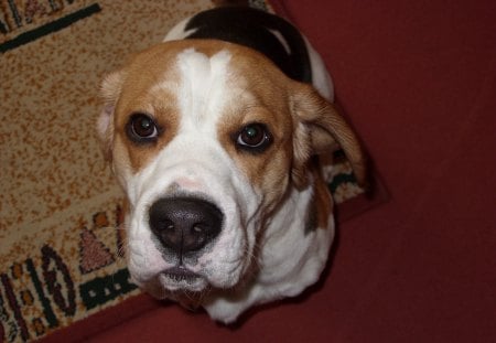 berite beagle basset - beagle, puppy, dog, puppy eyes, bertie, sweet, lovely, cute