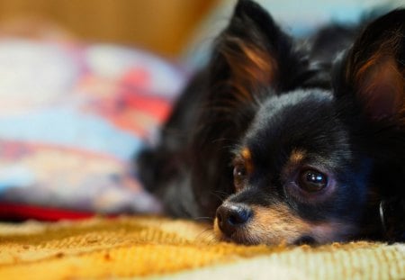 LOVELY PUPPY - black, adorable, lying, puppy, round eyes