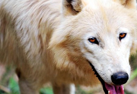 White Wolf - wolfpark, arctic, predator, wild