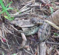 Frog in the forest