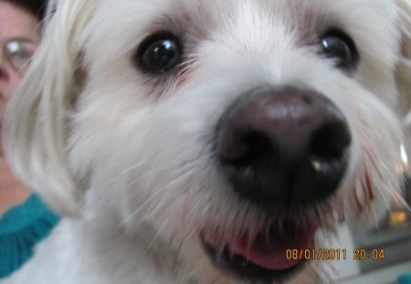 Maltese Up Close - up close, dogs, canine, maltese, dog