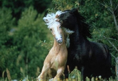 Horses - animal, horse, grass, run