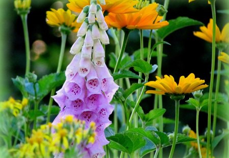 My garden - nice, yellow, pink, summer