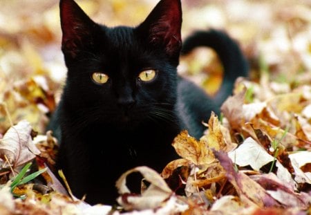 Black Kitten - eyes, daylight, tail, paws, leaves, cat, black, nose, nature, kitten, autumn, day, feet, animals