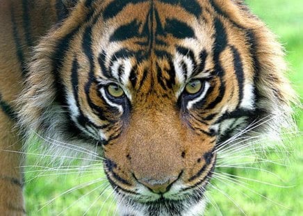 One Scary Tiger - big cats, siberian tiger, bengal, hunting, tiger, scary