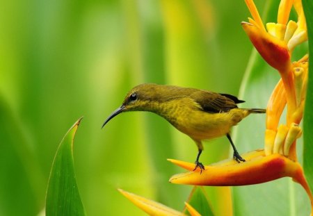 Hummingbird on a Flower - daylight, day, animals, wings, blossoms, beak, hummingbird, petals, leaves, orange, green, flowers, birds