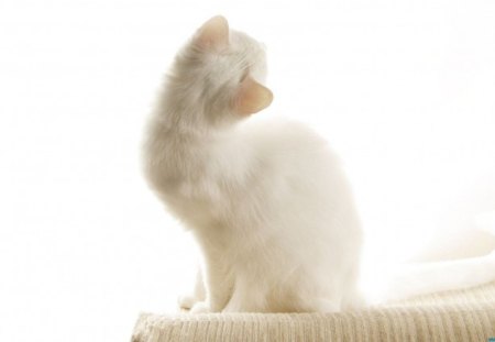 White cat - kitty, funny, animals, cute, kitten, pet, cat, adorable