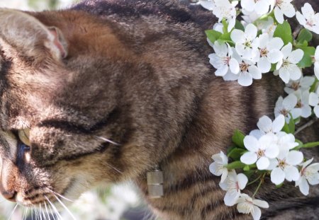 Cute cat - funny, cute, animals, flowers, cat, adorable, kitty, kitten, pet