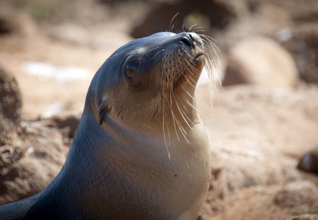 Seal - whiskers, sand, beach, seal