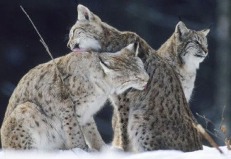 big cats - animal, cute, lynx, cats