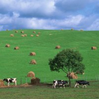 Country Field in Japan