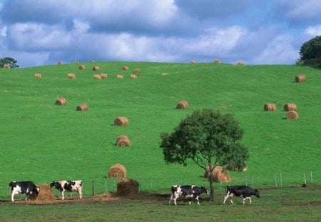 Country Field in Japan - japan, green, hay, field, graze, farm, dairy, cows