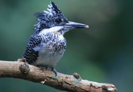 cool bird - animal, bird, blue, branch