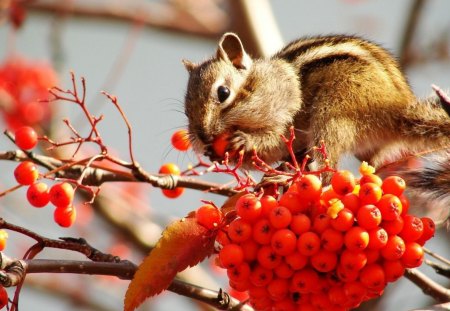 Squirrel - squirrel, animals, colorful, beije, widescreen, spring, white, amazing, cool, food, branches, wallpaper, berries, rowan, sorva, nature, maroon, eat, beautiful, seasons, animal, beauty, nice, aliment, trees, photography, brown, multicolor, tree, cute, background, fruits, colours, eating, colors, awesome, hunger, photo, gray, natural