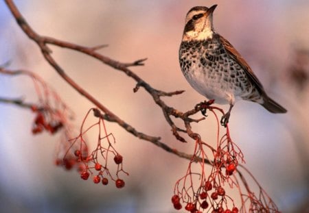 Cute bird - fly, animal, nature, bird